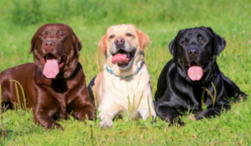 Dog Training in Bristol