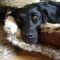 Pip and Niki, dog training session Separation anxiety in dogs