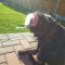 barney Dog trainer Bristol