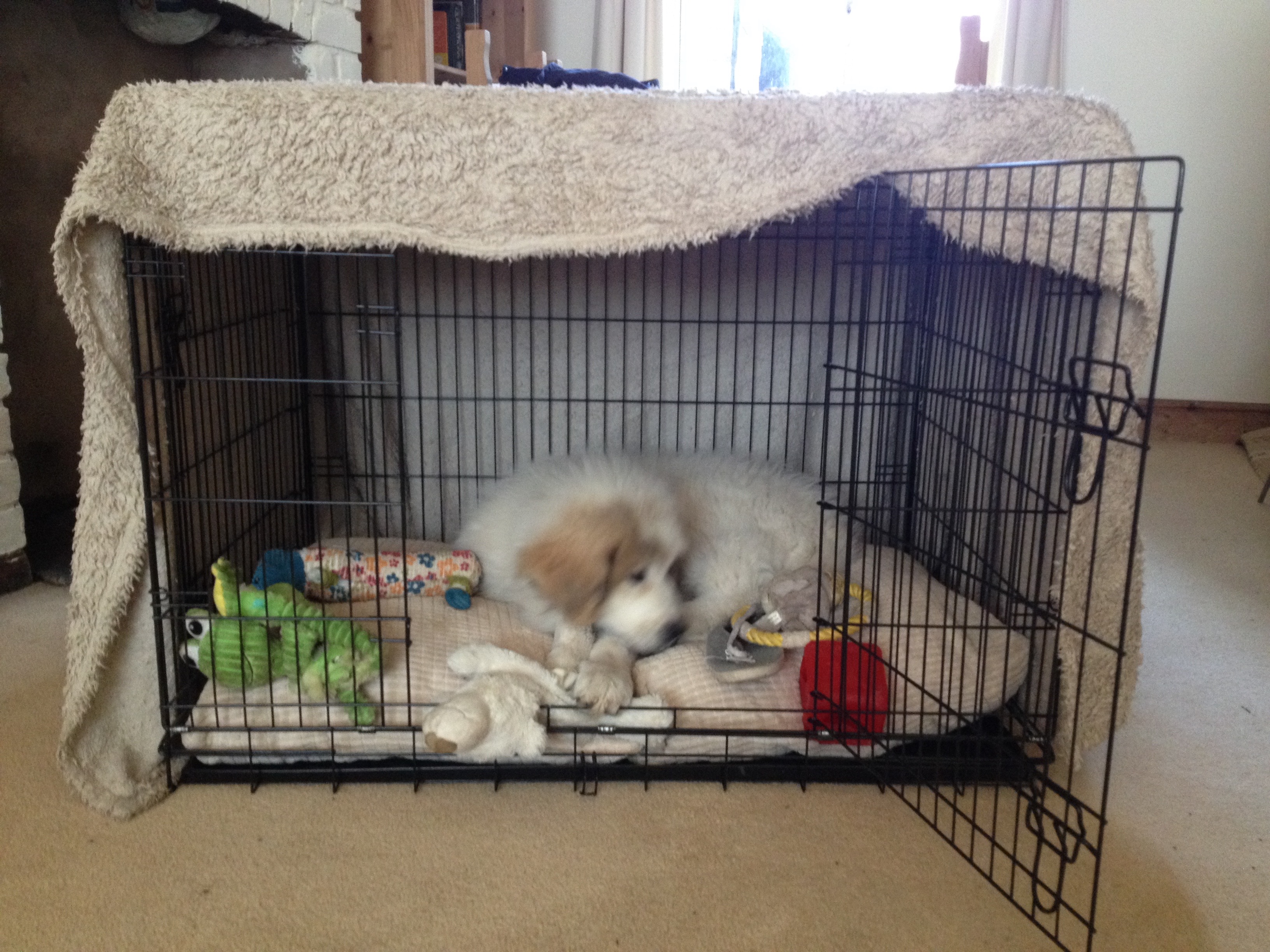 puppy in kennel at night